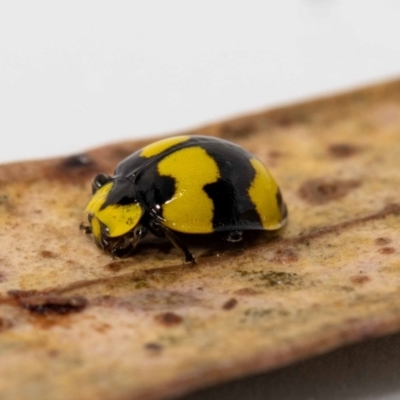 Illeis galbula (Fungus-eating Ladybird) at Jerrabomberra, NSW - 23 May 2022 by MarkT