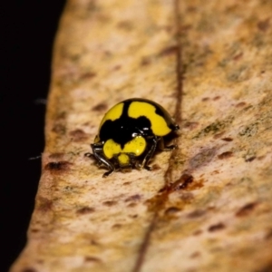 Illeis galbula at Jerrabomberra, NSW - 23 May 2022