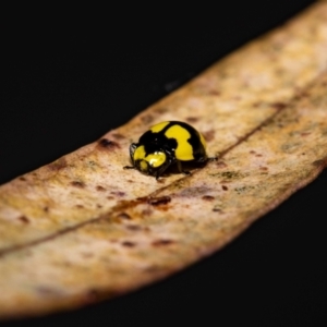 Illeis galbula at Jerrabomberra, NSW - 23 May 2022