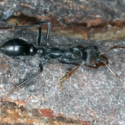 Myrmecia pyriformis (A Bull ant) at Paddys River, ACT - 19 May 2022 by jb2602