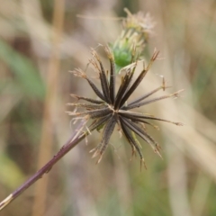 Bidens pilosa (Cobbler's Pegs, Farmer's Friend) at Kambah, ACT - 9 Apr 2022 by BarrieR