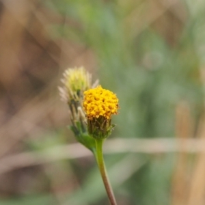 Bidens pilosa at Kambah, ACT - 9 Apr 2022 11:01 AM