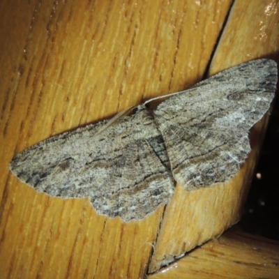 Ectropis excursaria (Common Bark Moth) at Pollinator-friendly garden Conder - 25 Mar 2022 by michaelb