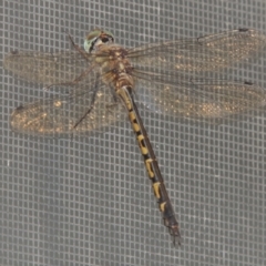 Hemicordulia australiae (Australian Emerald) at Conder, ACT - 7 Feb 2022 by michaelb