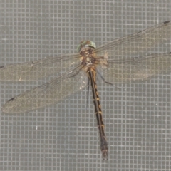 Hemicordulia australiae at Conder, ACT - 8 Feb 2022