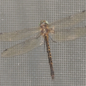 Hemicordulia australiae at Conder, ACT - 8 Feb 2022 01:00 AM