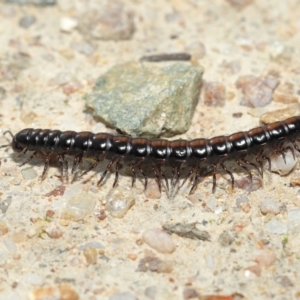 Paradoxosomatidae sp. (family) at Paddys River, ACT - 25 May 2022