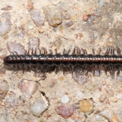 Paradoxosomatidae sp. (family) at Paddys River, ACT - 25 May 2022 11:23 AM
