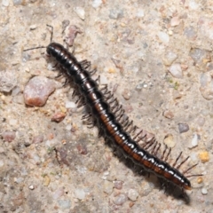 Paradoxosomatidae sp. (family) at Paddys River, ACT - 25 May 2022