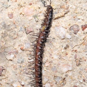 Paradoxosomatidae sp. (family) at Paddys River, ACT - 25 May 2022