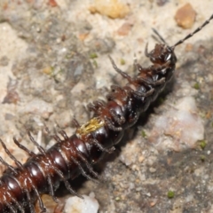 Paradoxosomatidae sp. (family) at Paddys River, ACT - 25 May 2022 11:23 AM