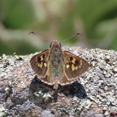 Trapezites phigalia (Heath Ochre) at Calwell, ACT - 31 Oct 2021 by OwenH