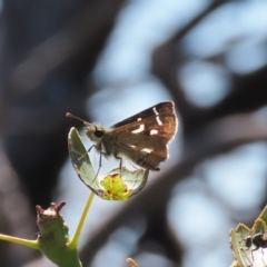 Dispar compacta (Barred Skipper) at Tuggeranong Hill - 28 Feb 2021 by owenh