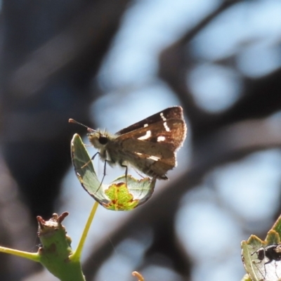 Dispar compacta (Barred Skipper) at Theodore, ACT - 28 Feb 2021 by owenh