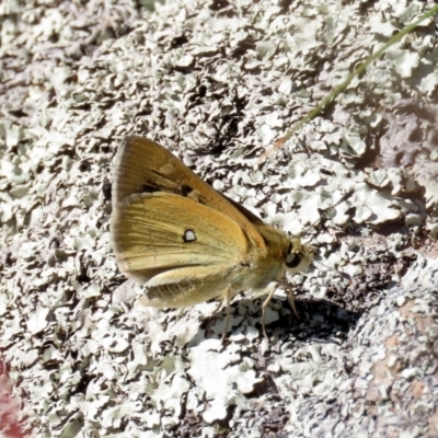 Trapezites luteus (Yellow Ochre, Rare White-spot Skipper) at Tuggeranong Hill - 9 Mar 2021 by owenh