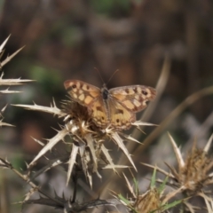 Geitoneura klugii (Marbled Xenica) at Conder, ACT - 14 Feb 2021 by OwenH