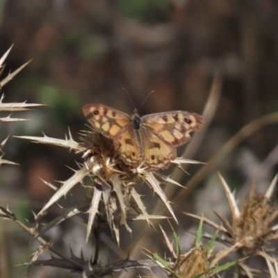 Geitoneura klugii (Marbled Xenica) at Conder, ACT - 14 Feb 2021 by OwenH