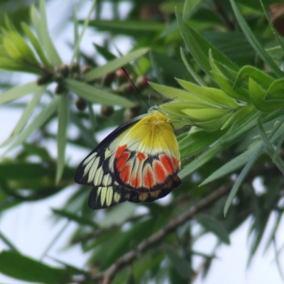 Delias argenthona (Scarlet Jezebel) at Theodore, ACT - 25 Jan 2011 by owenh