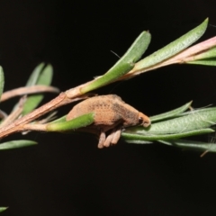 Gonipterus sp. (genus) at Paddys River, ACT - 25 May 2022