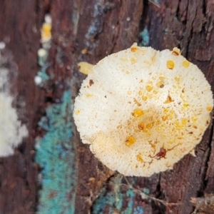 Lepiota s.l. at Bruce, ACT - 26 May 2022