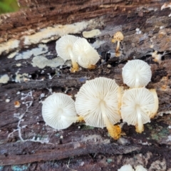 Lepiota s.l. at Bruce, ACT - 26 May 2022