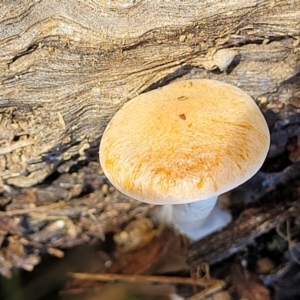 zz agaric (stem; gills not white/cream) at Bruce, ACT - 26 May 2022