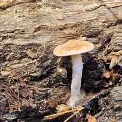 zz agaric (stem; gills not white/cream) at Bruce, ACT - 26 May 2022