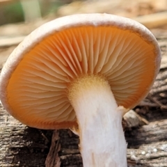 zz agaric (stem; gills not white/cream) at Bruce, ACT - 26 May 2022 01:38 PM