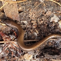 Hemiergis talbingoensis (Three-toed Skink) at Bruce, ACT - 26 May 2022 by trevorpreston