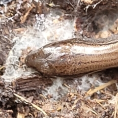 Hemiergis talbingoensis at Bruce, ACT - 26 May 2022