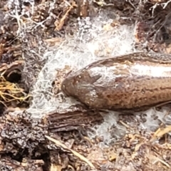 Hemiergis talbingoensis at Bruce, ACT - 26 May 2022