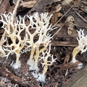 Clavulina coralloides at Bruce, ACT - 26 May 2022 01:43 PM