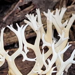 Clavulina coralloides at Bruce, ACT - 26 May 2022 01:43 PM