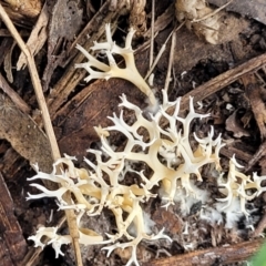 Clavulina coralloides at Bruce, ACT - 26 May 2022 01:43 PM