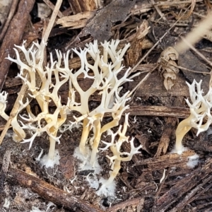 Clavulina coralloides at Bruce, ACT - 26 May 2022 01:43 PM