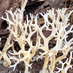 Clavulina coralloides at Bruce, ACT - 26 May 2022 01:43 PM