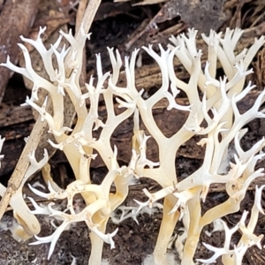 Clavulina coralloides at Bruce, ACT - 26 May 2022 01:43 PM