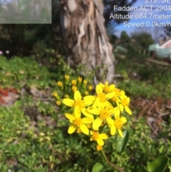 Senecio angulatus at Fadden, ACT - 26 May 2022