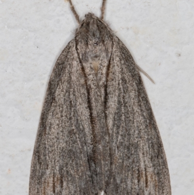 Chlenias banksiaria group (A Geometer moth) at Melba, ACT - 20 May 2022 by kasiaaus