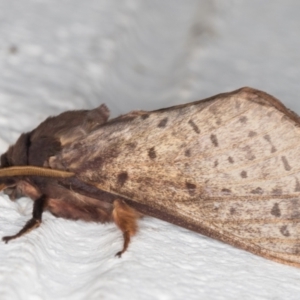 Oxycanus silvanus at Melba, ACT - 15 May 2022