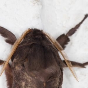 Oxycanus silvanus at Melba, ACT - 15 May 2022