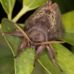 Oxycanus silvanus at Melba, ACT - 15 May 2022