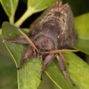 Oxycanus silvanus at Melba, ACT - 15 May 2022 01:40 AM