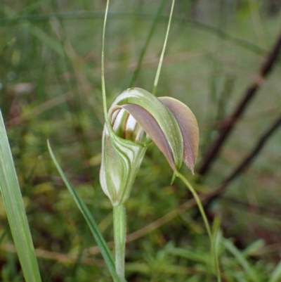 Pterostylis grandiflora (Cobra Greenhood) at Jerrawangala, NSW - 13 May 2022 by AnneG1