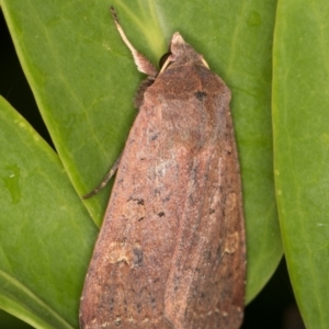 Diarsia intermixta at Melba, ACT - 15 May 2022