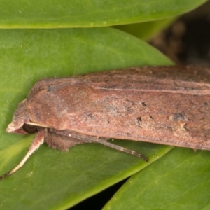 Diarsia intermixta at Melba, ACT - 15 May 2022