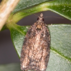 Thrincophora impletana (a Tortrix moth) at Melba, ACT - 15 May 2022 by kasiaaus