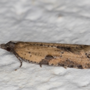 Constrictana group constrictana at Melba, ACT - 16 May 2022 01:26 AM