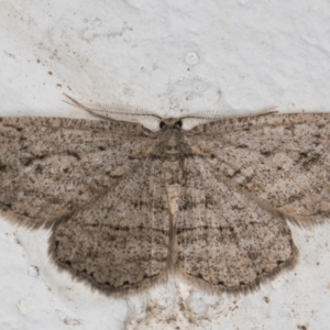 Ectropis (genus) at Melba, ACT - 18 May 2022