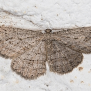 Ectropis (genus) at Melba, ACT - 18 May 2022 12:43 AM